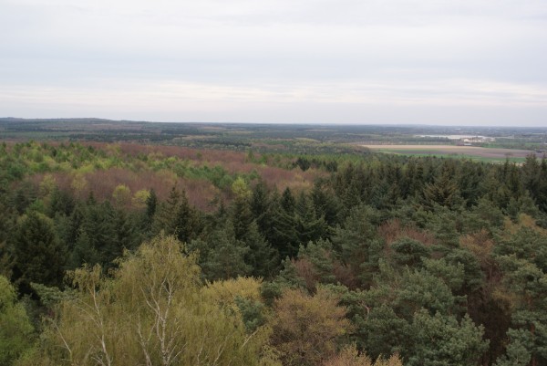 Blick über den Reichswald (Foto: Ton Peters)